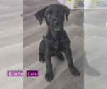 Lola - Female Labrador Retriever-Unknown Mix Dog for Adoption - Small photo