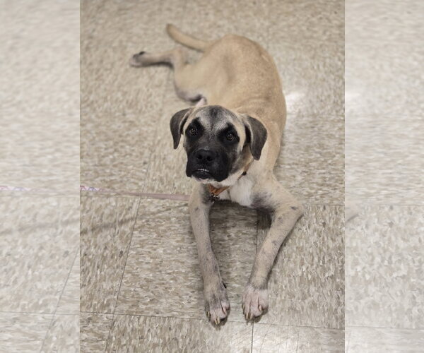 Medium Photo #3 Boxer-Unknown Mix Puppy For Sale in Minneapolis, MN, USA