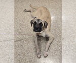 Small #2 Boxer Mix