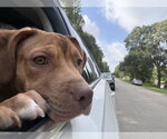 Small #1 Labrador Retriever Mix