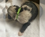 Small #4 F2 Aussiedoodle