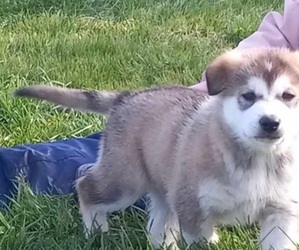 Alaskan Malamute-German Shepherd Dog Mix Puppy for sale in UBLY, MI, USA