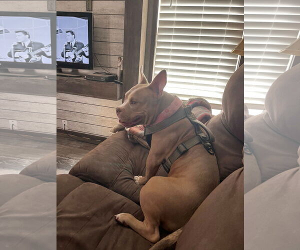 Medium Photo #2 American Pit Bull Terrier-Unknown Mix Puppy For Sale in Grafton, WI, USA