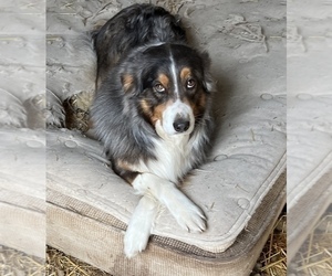 Father of the Australian Shepherd puppies born on 05/20/2025