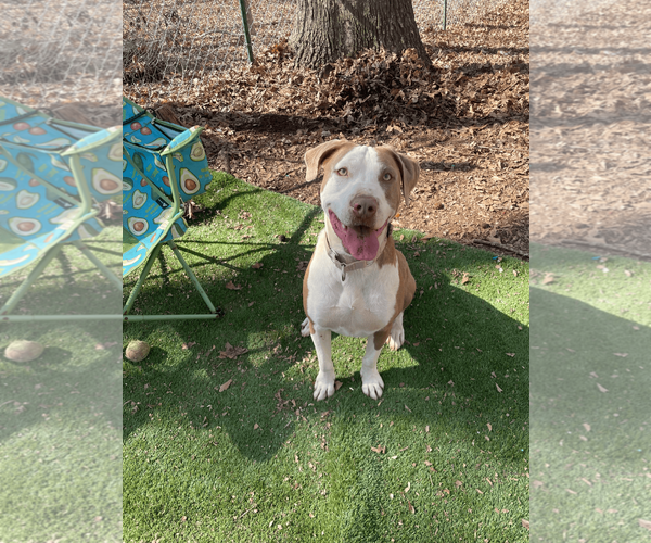 Medium Photo #2 Mutt Puppy For Sale in Greenville, SC, USA