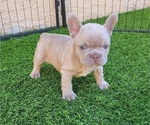 Small #10 French Bulldog