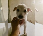 Small Photo #3 Chihuahua Puppy For Sale in Virginia Beach, VA, USA