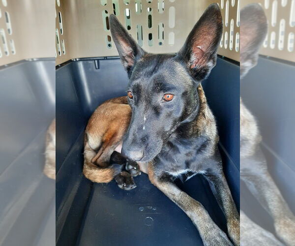 Medium Photo #2 Mutt Puppy For Sale in Imlay City, MI, USA