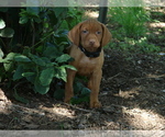 Small #3 Vizsla