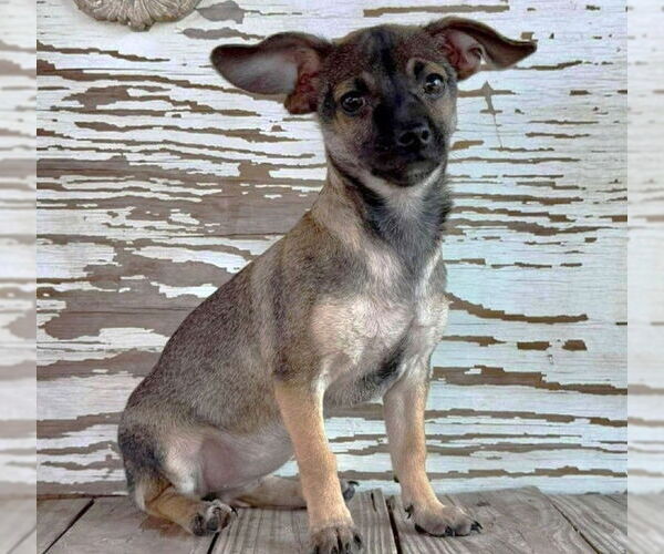 Medium Photo #1 Chiweenie Puppy For Sale in Rockaway, NJ, USA