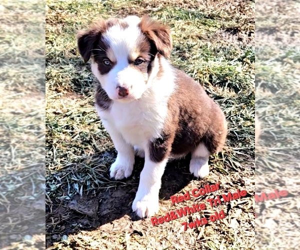 Medium Photo #20 Border Collie Puppy For Sale in BYBEE, TN, USA