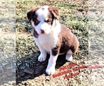 Small Photo #20 Border Collie Puppy For Sale in BYBEE, TN, USA