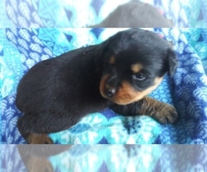 Rottweiler Puppy for sale in HAZLEHURST, GA, USA