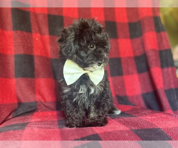 Medium Photo #8 YorkiePoo Puppy For Sale in LAKELAND, FL, USA