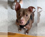 Small #2 American Pit Bull Terrier Mix