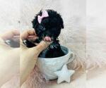 Small #21 Poodle (Toy)