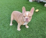 Small #7 French Bulldog