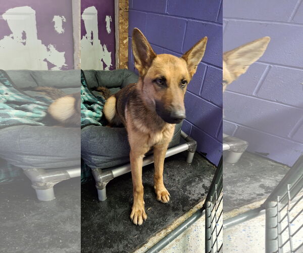 Medium Photo #31 German Shepherd Dog Puppy For Sale in Sebec, ME, USA