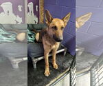 Small #30 German Shepherd Dog