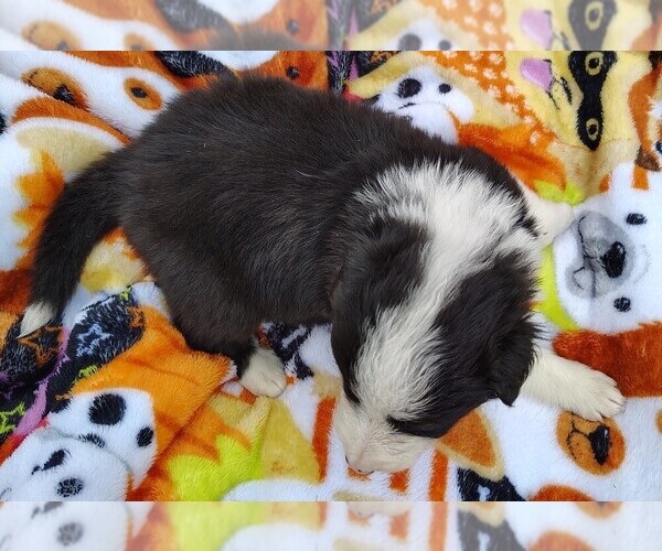 Medium Photo #112 Border Collie Puppy For Sale in NORBORNE, MO, USA