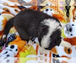 Small Photo #112 Border Collie Puppy For Sale in NORBORNE, MO, USA