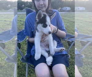 Siberian Husky Puppy for sale in LIBERTY, MO, USA