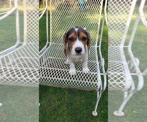 Beagle Puppy for sale in SPARTANBURG, SC, USA