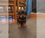 Small Photo #8 Rottweiler Puppy For Sale in COLORADO SPRINGS, CO, USA