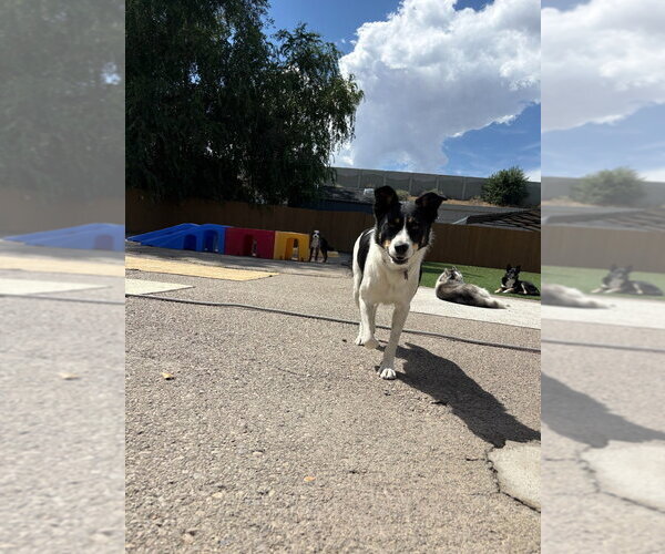 Medium Photo #3 Border Collie-Unknown Mix Puppy For Sale in Salt Lake City, UT, USA