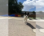 Small #2 Border Collie Mix