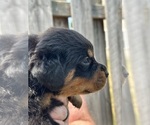 Small #1 Rottweiler