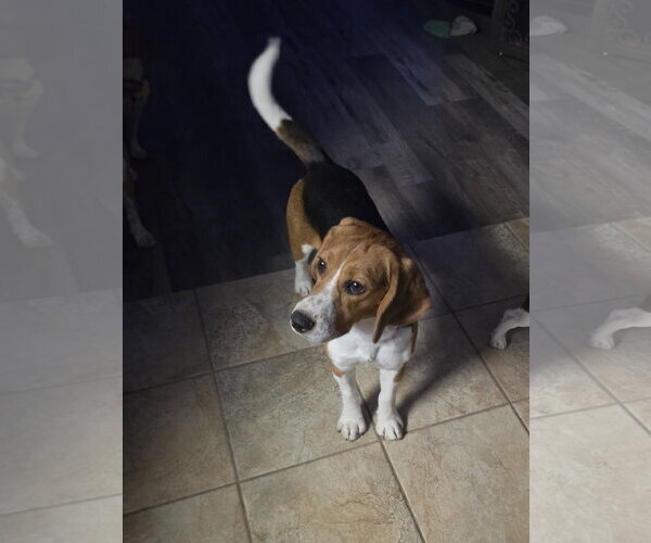 Medium Photo #17 Beagle Puppy For Sale in Las Vegas, NV, USA