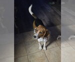 Small #16 Beagle