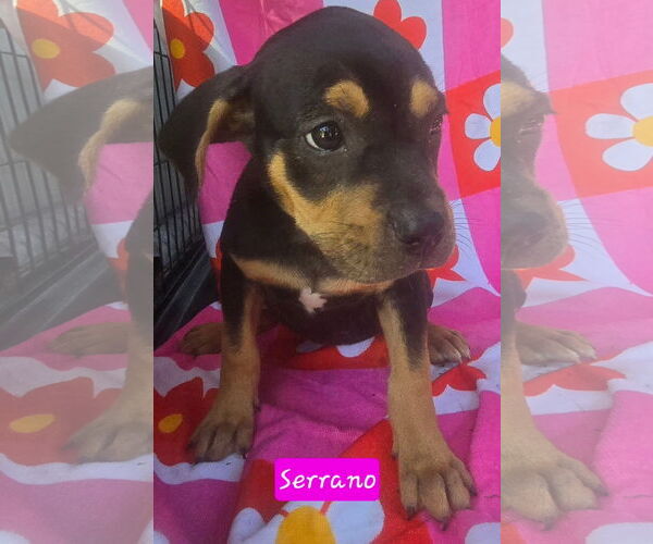 Medium Photo #4 Catahoula Leopard Dog-Unknown Mix Puppy For Sale in Alexander, AR, USA
