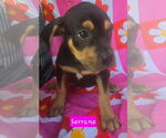 Small #3 Catahoula Leopard Dog Mix