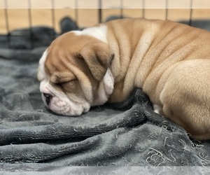 English Bulldog Puppy for sale in SMITHS GROVE, KY, USA