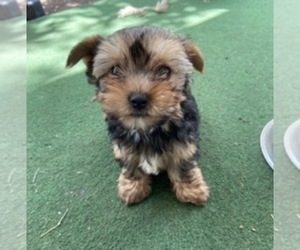 Yorkshire Terrier Puppy for sale in SCHERTZ, TX, USA