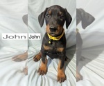 Small #4 Doberman Pinscher