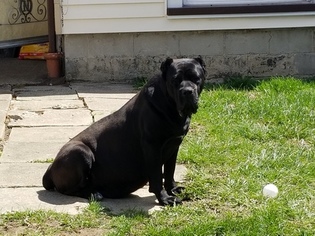 Mother of the Cane Corso puppies born on 05/02/2018
