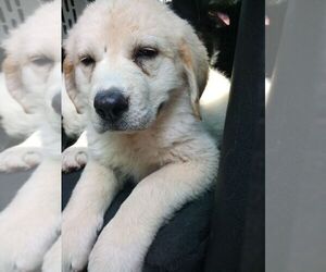 Newfypoo Puppy for sale in MOORCROFT, WY, USA