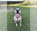Small #1 American Pit Bull Terrier