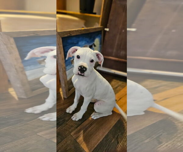 Medium Photo #1 Boxer-Unknown Mix Puppy For Sale in New London, WI, USA