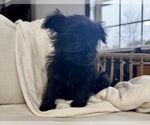 Small #10 YorkiePoo