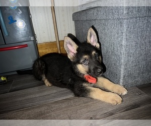 German Shepherd Dog Puppy for sale in EAST PROVIDENCE, RI, USA