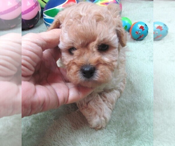 Medium Photo #6 Cavapoo Puppy For Sale in RATTAN, OK, USA