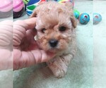 Small #5 Cavapoo