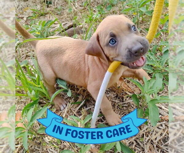 Medium Photo #1 Black Mouth Cur-Unknown Mix Puppy For Sale in Tallahassee, FL, USA