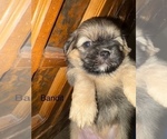 Small #14 Shih Apso