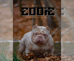 Small Photo #1 American Bully Puppy For Sale in AKRON, OH, USA