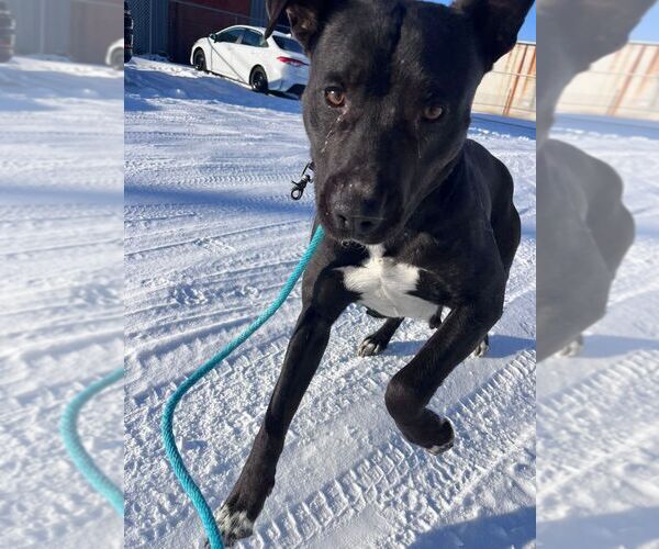 Medium Photo #8 Mutt Puppy For Sale in Calgary, Alberta, Canada